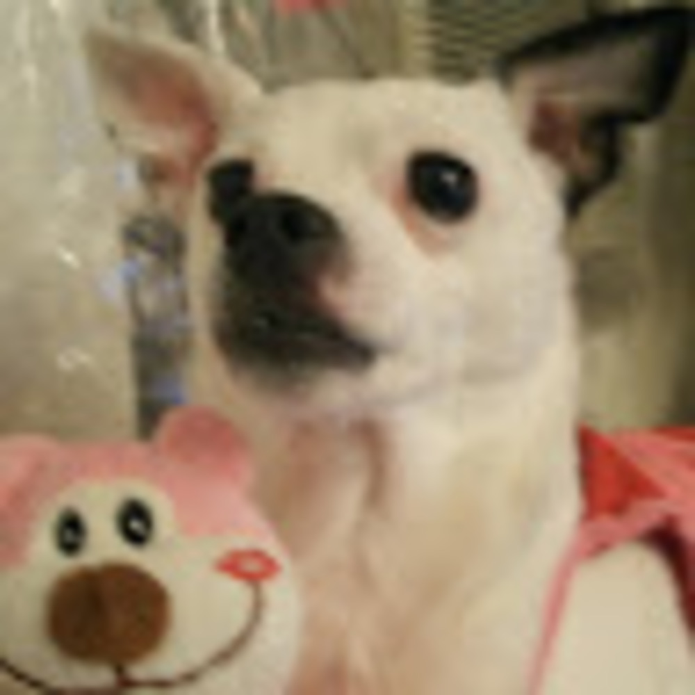 Meet your Posher, Lily